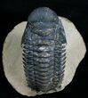 Bargain Crotalocephalina Trilobite - #6919-4
